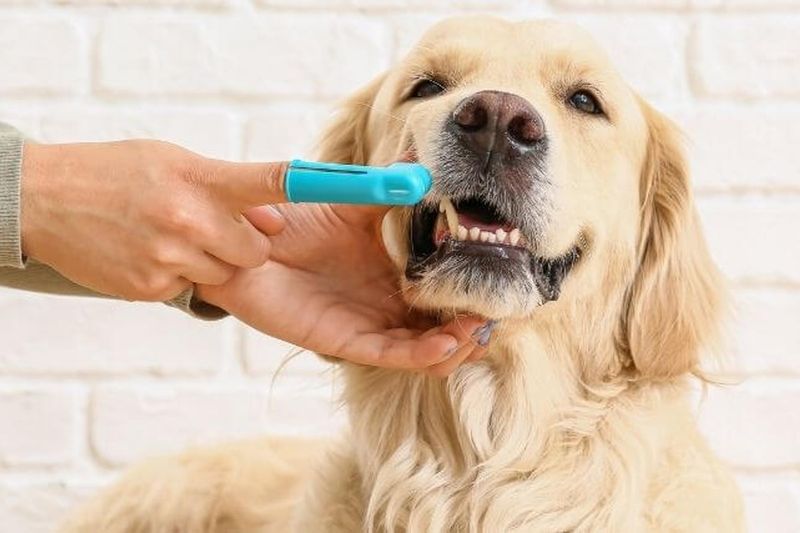 Area 2: Dental Care