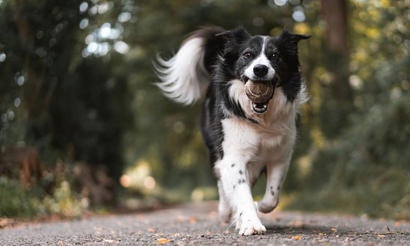 Area 7: Understanding Breed Needs