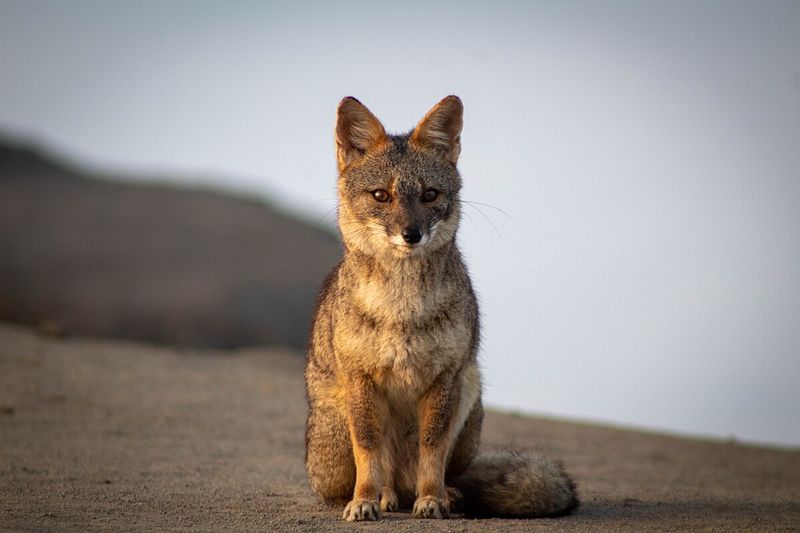 Sechuran Fox