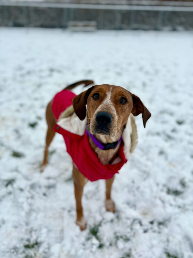 Shivering and Cold Ears