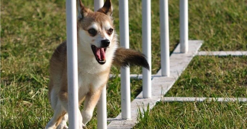 Norwegian Lundehund