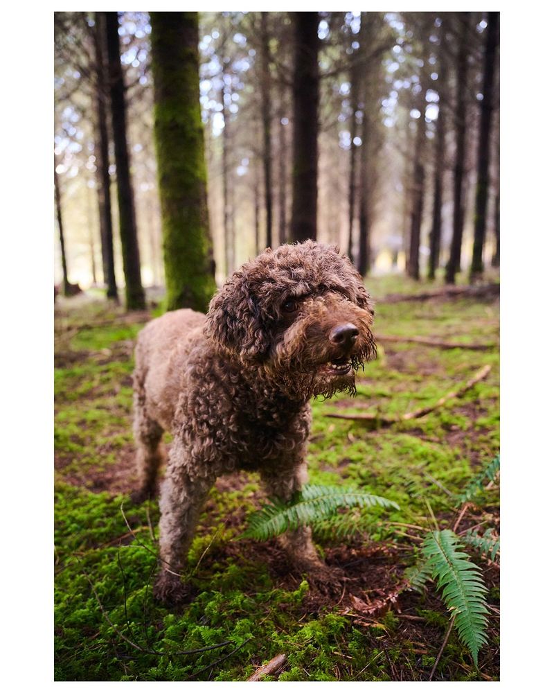 Lagotto Romagnolo