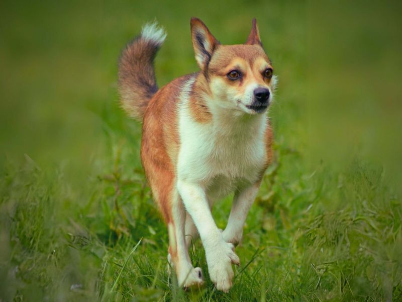 Norwegian Lundehund