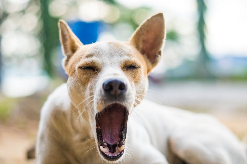 Yawning