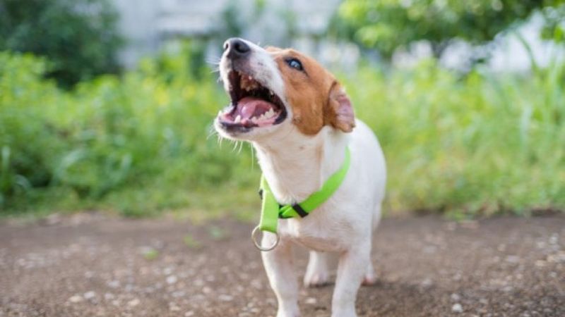 Happy Barking