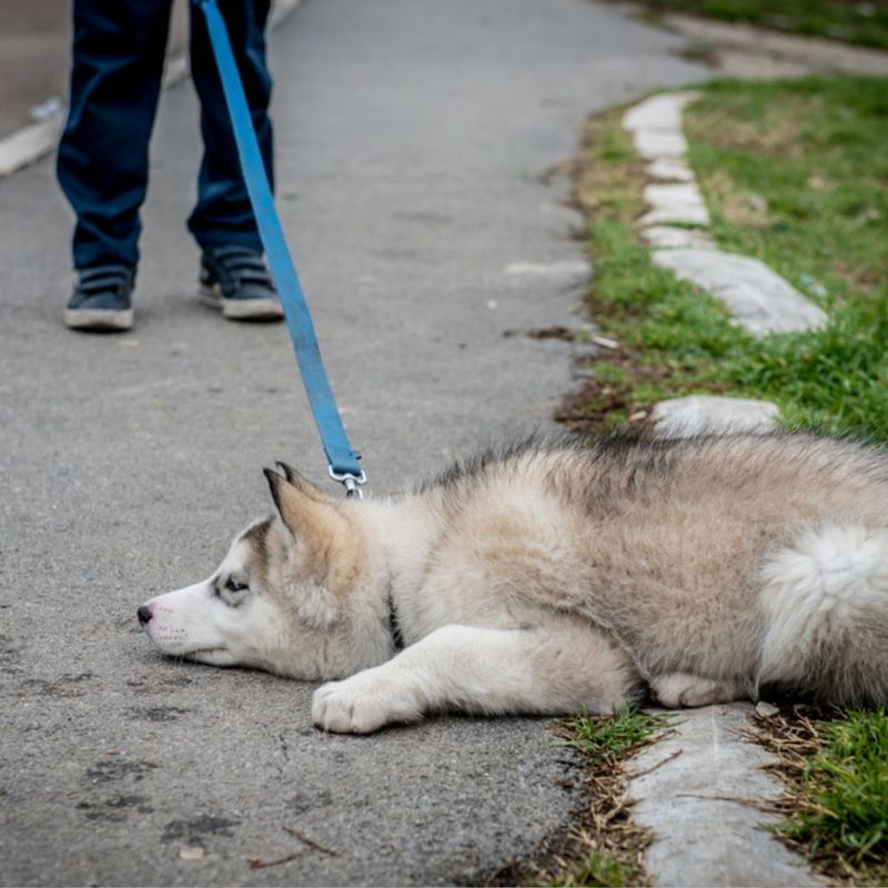 Refusing to Walk or Exercise