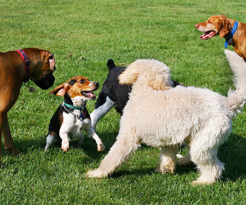 Dog Parks
