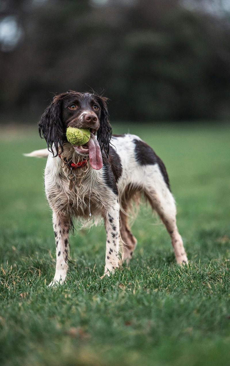 Playing Fetch