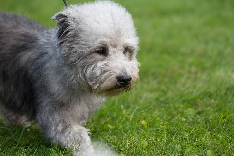 Glen of Imaal Terrier
