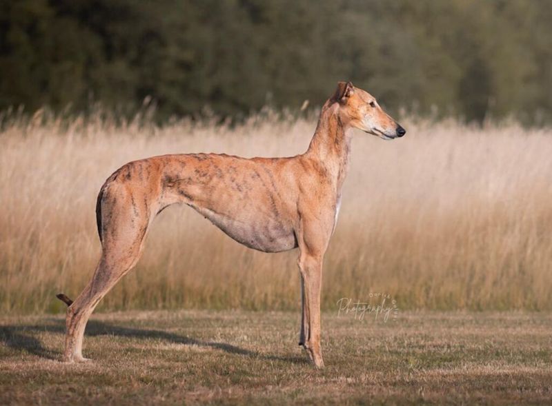 Galgo Español