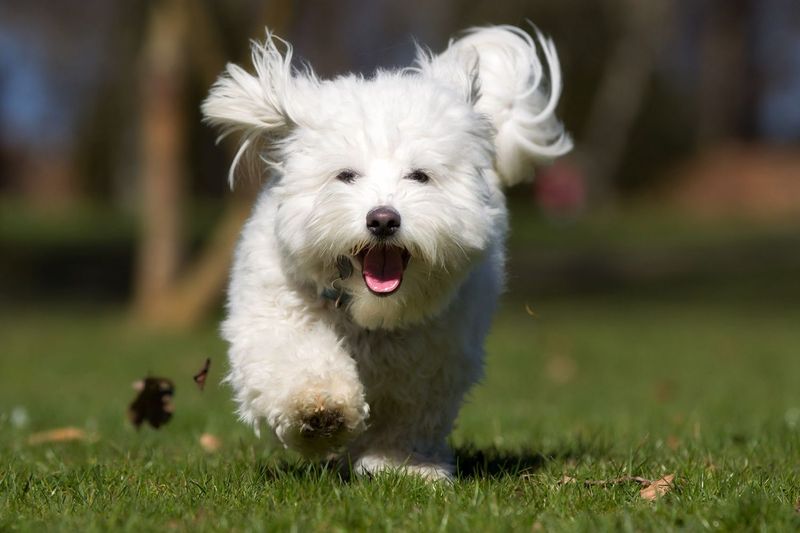 Coton de Tulear