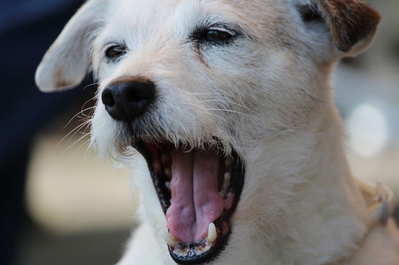 Yawning Frequently