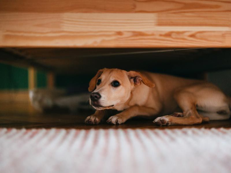 Cowering or Hiding