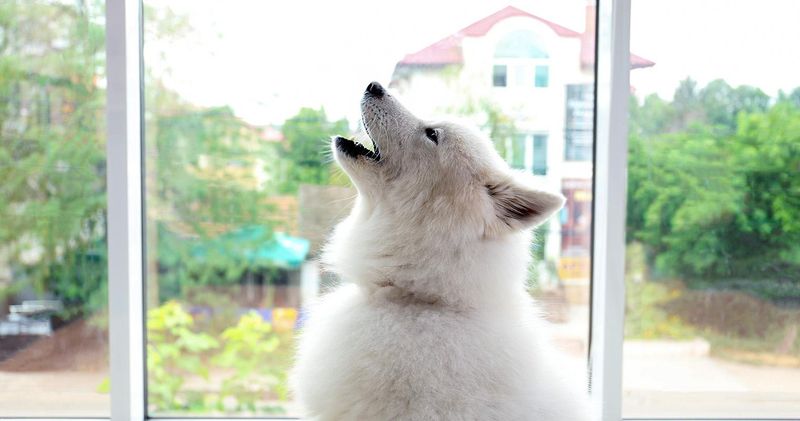 Whining or Howling When Left Alone