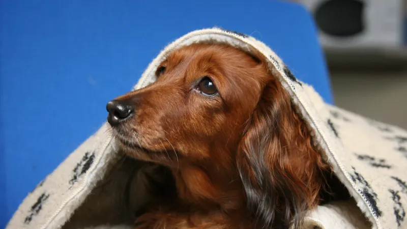Whining and Whimpering
