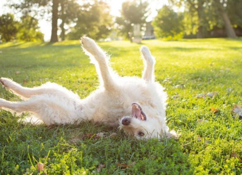 Rolling Over