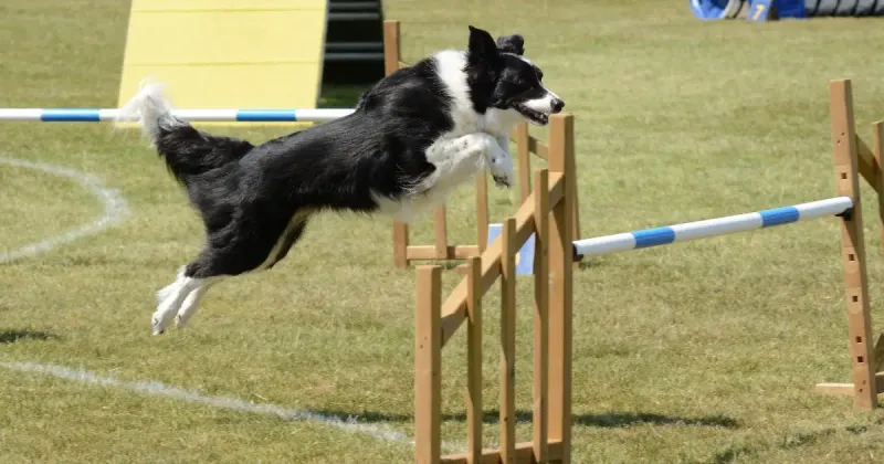 Trainability