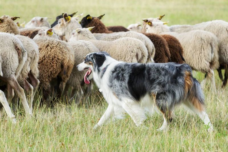 Remarkable Herding Skills