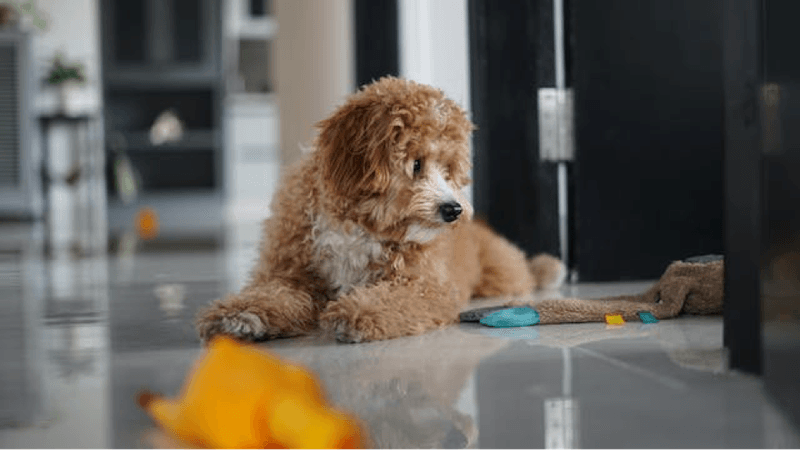 Adaptability to Living Spaces