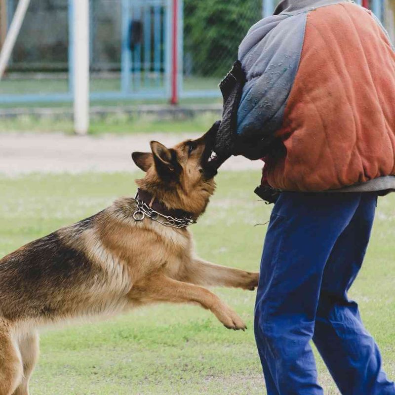 Training and Commands
