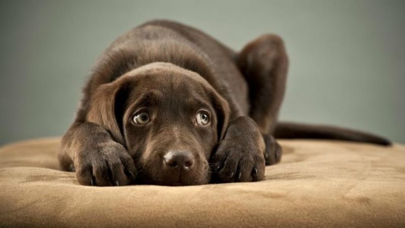 Behavioral Training