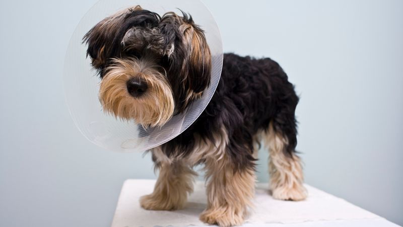 Spaying and Neutering