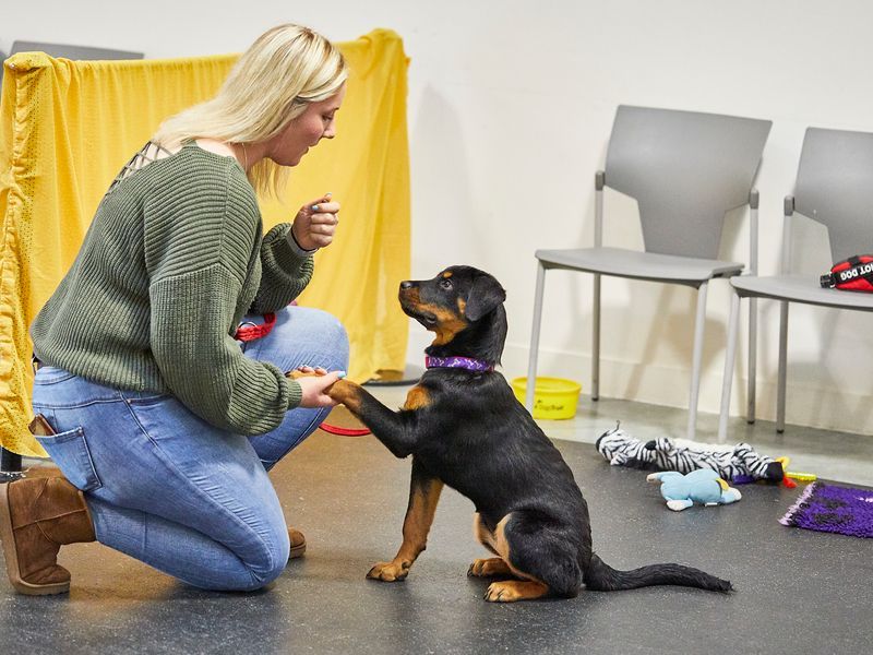Training and Obedience