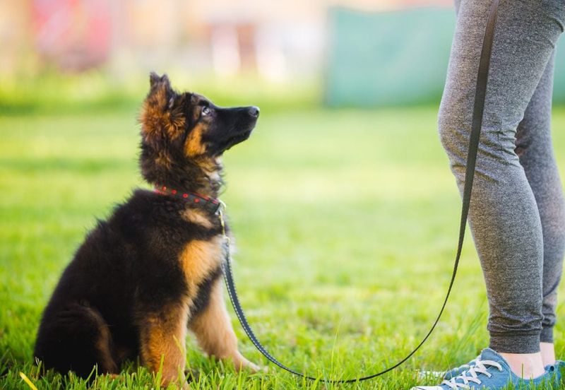 Training and Obedience