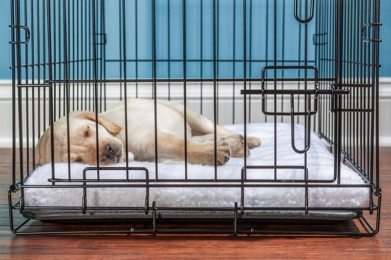 Crate Training and Alone Time