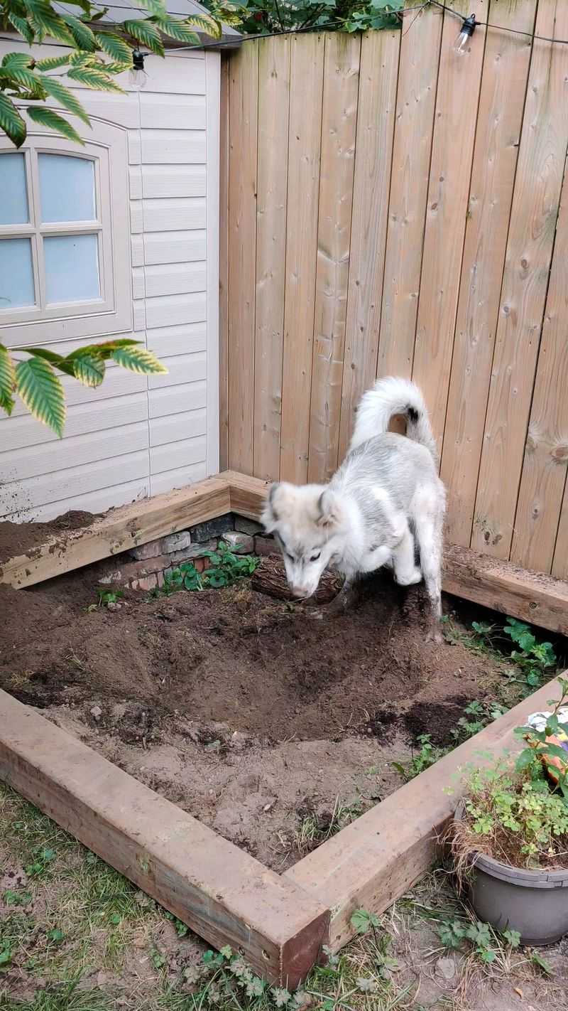 Doggy Digging Box