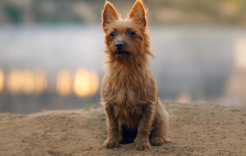 Australian Terrier