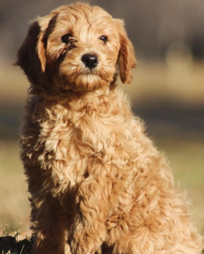 Labradoodle