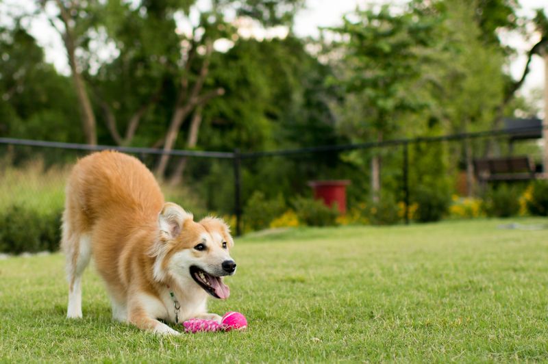 Playful Bow