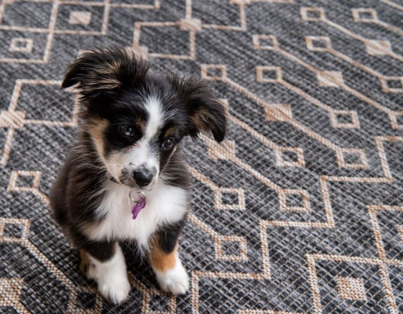 Toby the Border Collie