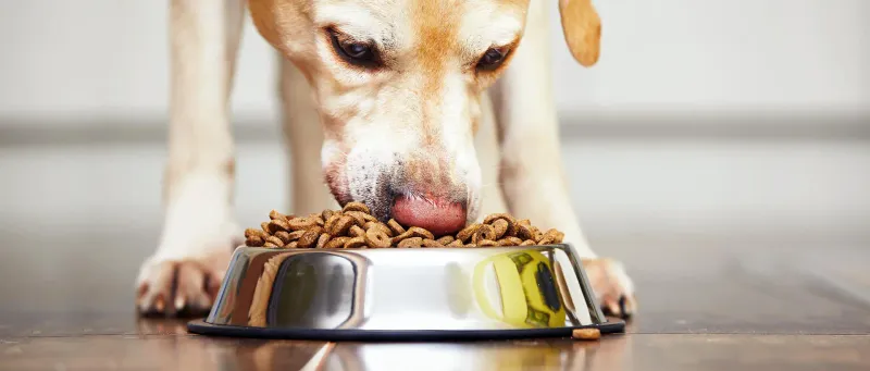 Meal Time Signals