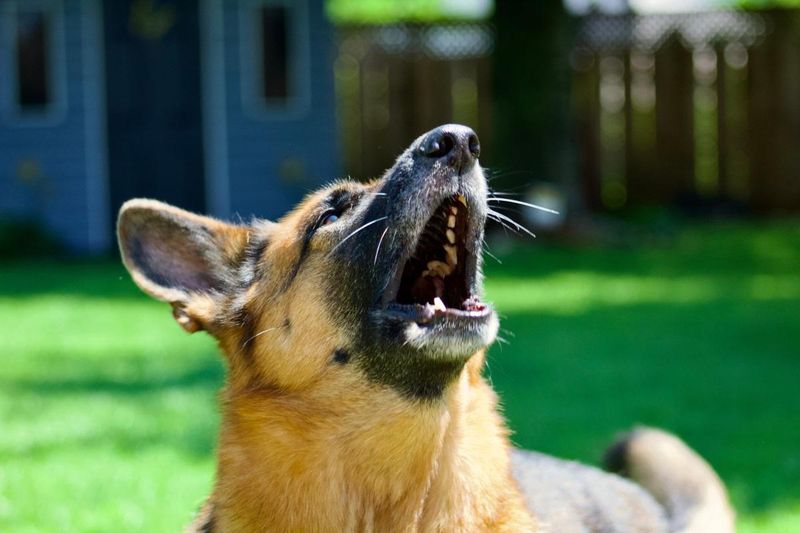 Vocal Communication