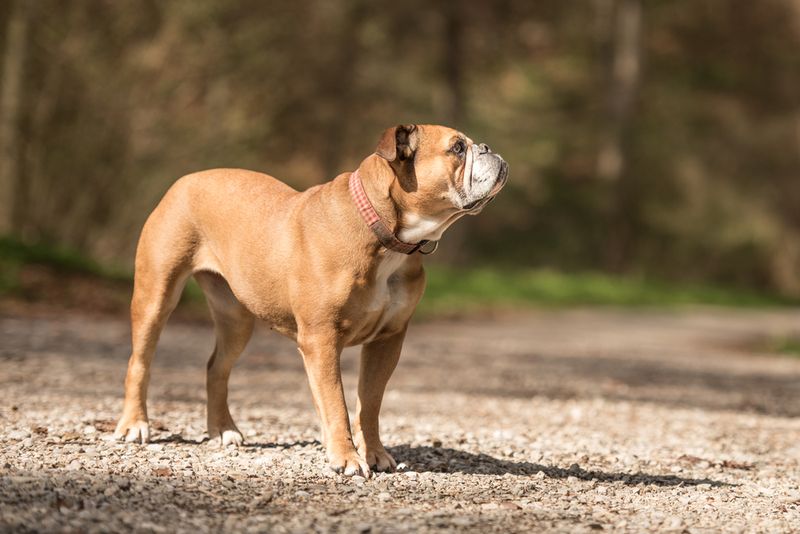 Continental Bulldog