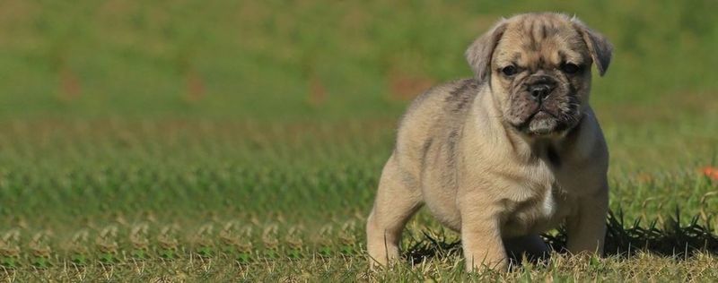 Miniature Bulldog
