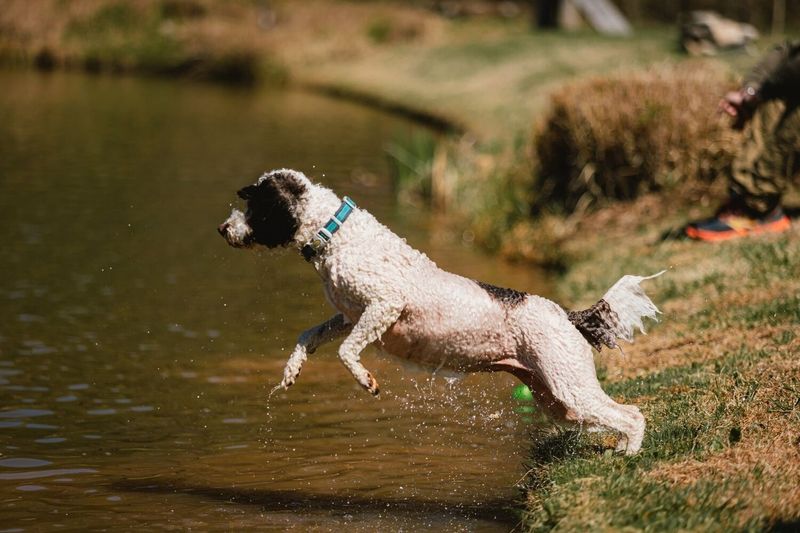 Lagotto Romagnolo