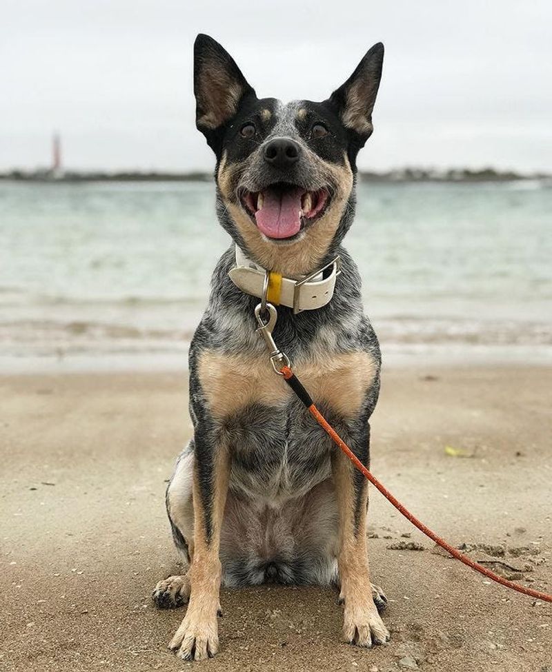 Respecting Leash Laws