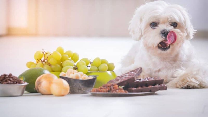 Avoid Harmful Human Foods