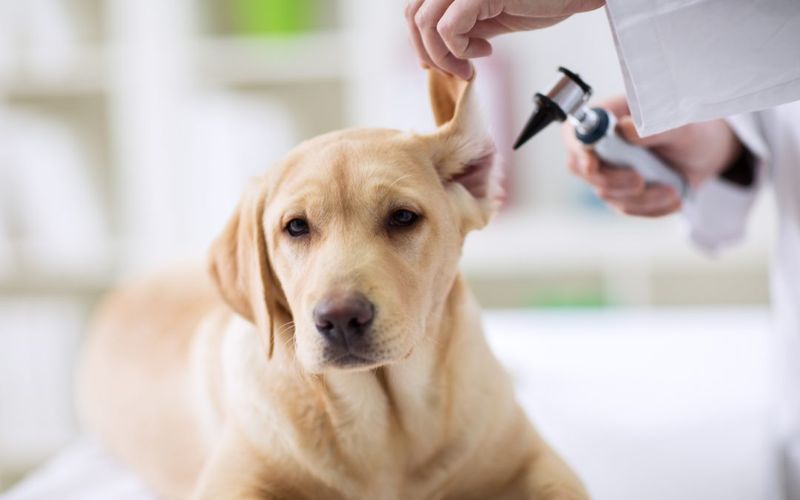 Consult a Veterinarian
