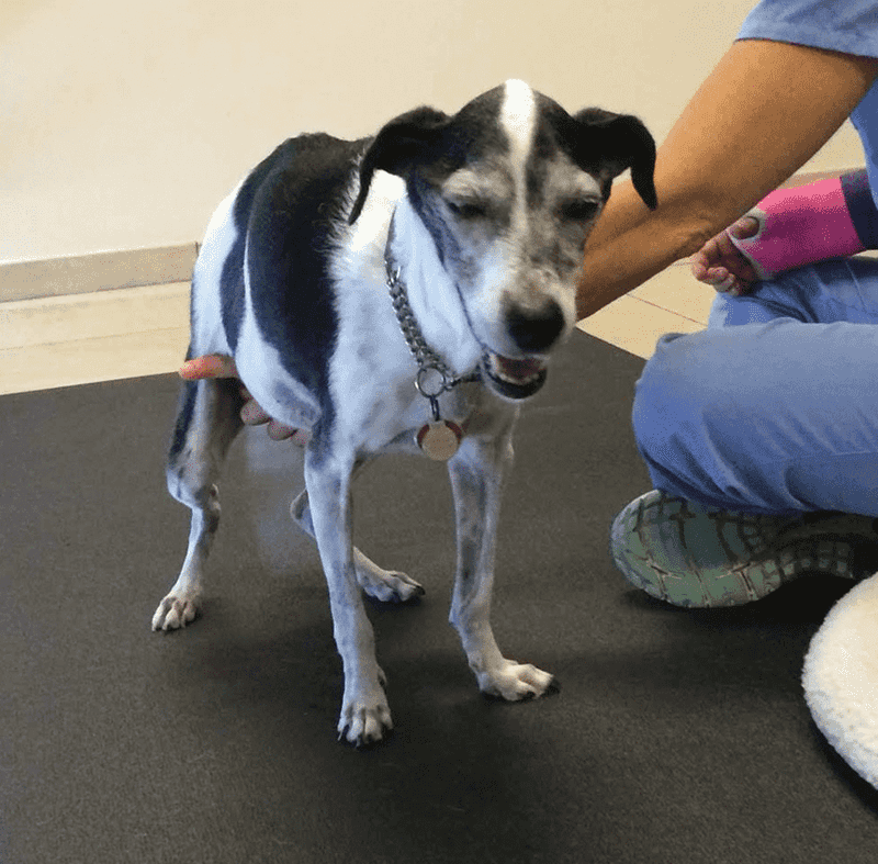 Recognizing Pain and Illness