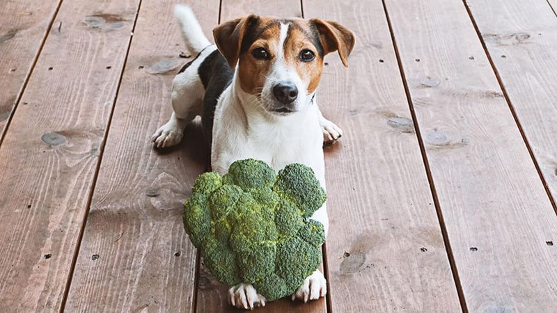 Broccoli