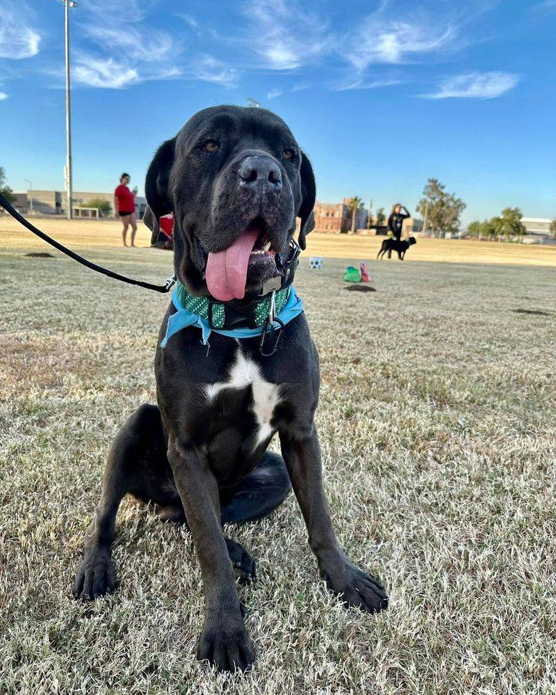 Mellow Mastiff