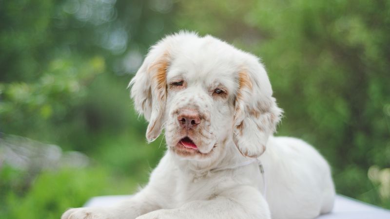 Clumber Spaniel