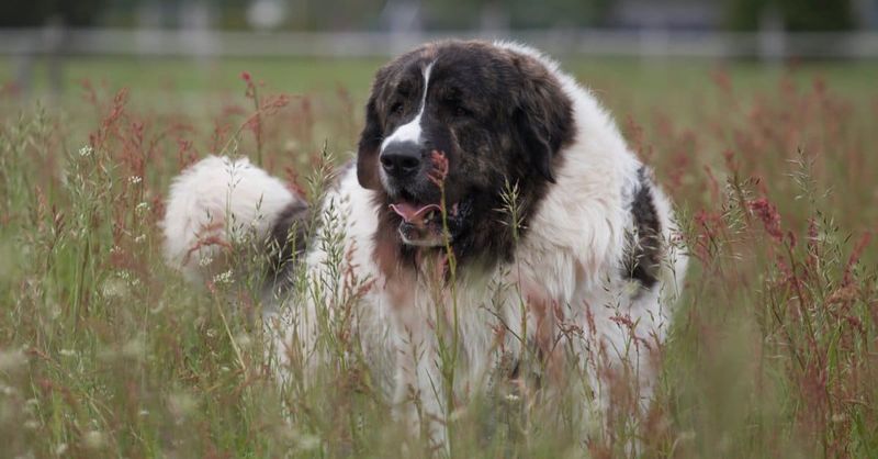 Pyrenean Mastiff