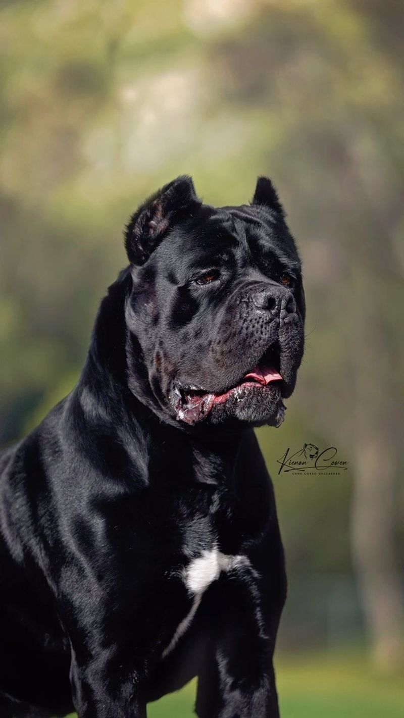 Cane Corso