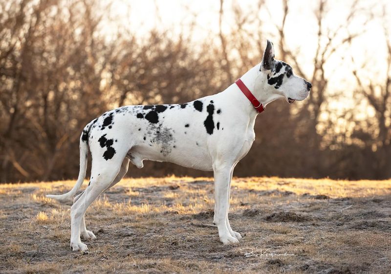 Great Dane