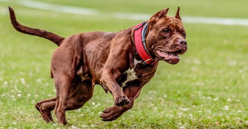 American Pit Bull Terrier